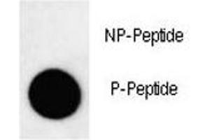 Dot blot analysis of phospho-LC3B antibody.