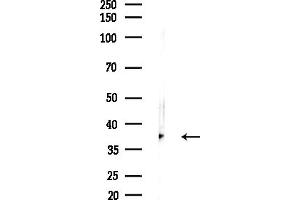 anti-ER Lipid Raft Associated 1 (ERLIN1) (C-Term) antibody