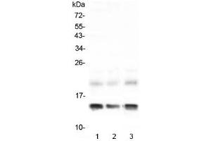 Western blot testing of 1) rat liver, 2) rat RH35 and 3) mouse liver lysate with FABP1 antibody at 0. (FABP1 (liver) anticorps)