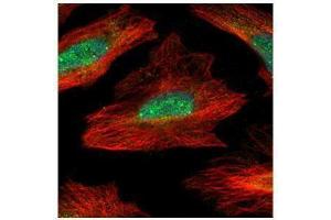 ICC/IF Image Confocal immunofluorescence analysis (Olympus FV10i) of paraformaldehyde-fixed HeLa, using MID1IP1, antibody (Green) at 1:500 dilution.