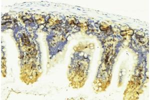 ABIN6276595 at 1/100 staining Mouse colon tissue by IHC-P. (VEGFD anticorps  (Internal Region))