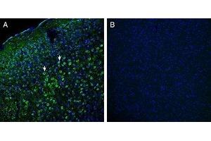 Expression of Robo1 in mouse cortex - Immunohistochemical staining of perfusion-fixed frozen mouse brain sections with Anti-Robo1 (extracellular) Antibody (ABIN7043603, ABIN7044744 and ABIN7044745), (1:200), followed by goat anti-rabbit-AlexaFluor-488.