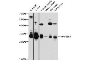 Western blot analysis of extracts of various cell lines, using MRPS18B antibody (ABIN6133075, ABIN6144028, ABIN6144029 and ABIN6215657) at 1:3000 dilution. (MRPS18B anticorps  (AA 1-258))