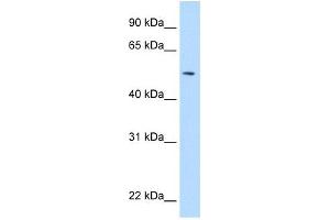NEU1 antibody used at 5 ug/ml to detect target protein.
