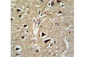 IHC analysis of FFPE human brain tissue stained with PCSK2 antibody (PCSK2 anticorps  (AA 318-346))
