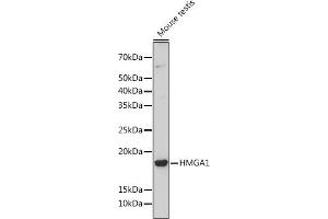 Western blot analysis of extracts of Mouse testis, using HMG Rabbit mAb (ABIN7267646) at 1:1000 dilution. (HMGA1 anticorps)