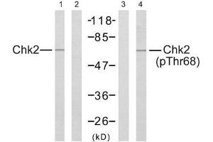 Western blot analysis of extract from Jurkat cells, using Chk2 (Ab-68) antibody (E021087, Lane 1 and 2) and Chk2 (phospho-Thr68) antibody (E011061, Lane 3 and 4). (CHEK2 anticorps  (pThr68))