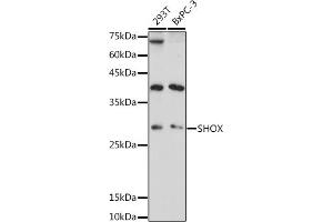 Western blot analysis of extracts of various cell lines, using SHOX antibody (ABIN7270286) at 1:1000 dilution. (SHOX anticorps)