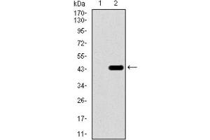Western Blotting (WB) image for anti-T Antigen (AA 218-352) antibody (ABIN1845735) (T Antigen (AA 218-352) anticorps)