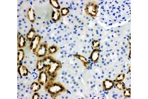 IHC-P: PBP antibody testing of rat kidney tissue (PEBP1 anticorps  (N-Term))