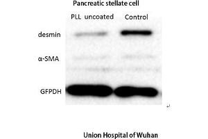 Western Blot (WB) analysis: Please contact us for more details.