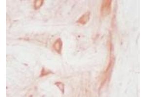 Immunohistochemistry analysis of frozen mouse spinal cord section (stressed) stained using HO-2 pAb. (HMOX2 anticorps)