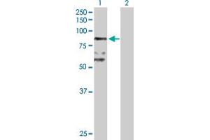 Western Blot analysis of BBS7 expression in transfected 293T cell line by BBS7 MaxPab polyclonal antibody. (BBS7 anticorps  (AA 1-715))