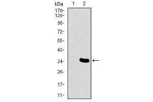 Image no. 2 for anti-Mesoderm Posterior 2 Homolog (Mesp2) antibody (ABIN1491466) (Mesp2 anticorps)