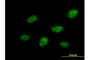Immunofluorescence of purified MaxPab antibody to CDC14B on HeLa cell. (CDC14B anticorps  (AA 1-471))