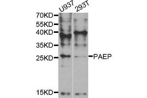 Western blot analysis of extracts of U937 and 293T cell lines, using PAEP antibody. (PAEP anticorps)