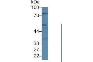 Western Blot; Sample: Human U87-MG cell lysate; Primary Ab: 1µg/ml Rabbit Anti-Human BEST1 Antibody Second Ab: 0.