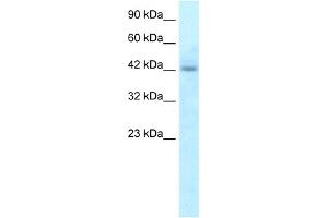 WB Suggested Anti-RGS20 Antibody Titration:  5.