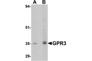Western Blotting (WB) image for anti-G Protein-Coupled Receptor 3 (GPR3) (C-Term) antibody (ABIN1030418)