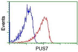 Image no. 4 for anti-Pseudouridylate Synthase 7 Homolog (PUS7) antibody (ABIN1500514) (PUS7 anticorps)