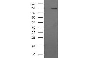 Image no. 2 for anti-CD163 (CD163) antibody (ABIN1497170) (CD163 anticorps)