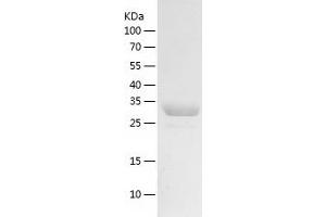 Western Blotting (WB) image for Transcription Elongation Factor A2 (TCEA2) (AA 1-299) protein (His-IF2DI Tag) (ABIN7125434)
