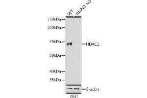 Western blot analysis of extracts from wild type (WT) and HD knockout (KO) 293T cells, using HD antibody (ABIN7267707) at 1:1000 dilution. (HDAC1 anticorps)
