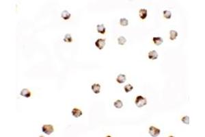 Immunocytochemistry (ICC) image for anti-Transglutaminase 7 (TGM7) antibody (ABIN1077363) (Transglutaminase 7 anticorps)