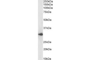 Western Blot using anti-DARC antibody 2C3. (Recombinant DARC anticorps)