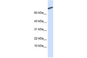 ARPP-21 antibody used at 1 ug/ml to detect target protein.