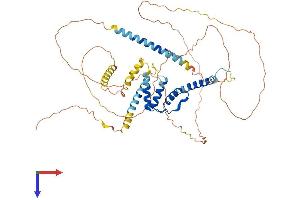 AlphaFold protein structure predicition of Human Recombinant ACBD5 Protein, UniprotID Q5T8D3