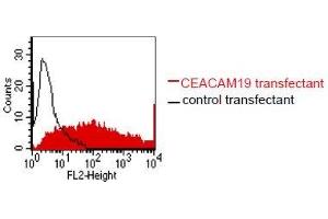 FACS analysis of BOSC23 cells using HY-8H10. (CEACAM19 anticorps)