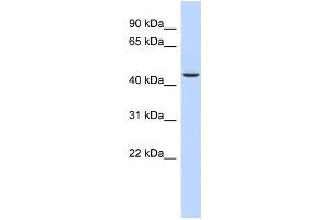 Western Blotting (WB) image for anti-alpha Ketoglutarate Dehydrogenase (alphaKGDHC) antibody (ABIN2460086) (alpha KGDHC anticorps)