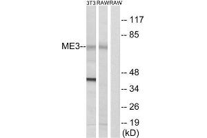 Western Blotting (WB) image for anti-Malic Enzyme 3, NADP(+)-Dependent, Mitochondrial (ME3) (C-Term) antibody (ABIN1851666) (ME3 anticorps  (C-Term))