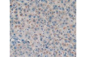 IHC-P analysis of Human Liver Tissue, with DAB staining. (Amphiregulin anticorps  (AA 20-100))