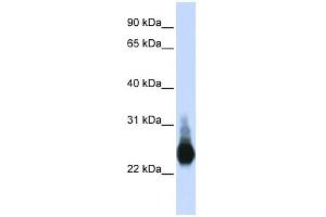 Claudin 5 antibody used at 1 ug/ml to detect target protein. (Claudin 5 anticorps)