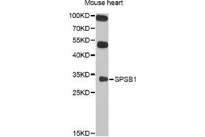 Western blot analysis of extracts of mouse heart, using SPSB1 antibody (ABIN5998946) at 1/1000 dilution. (SPSB1 anticorps)