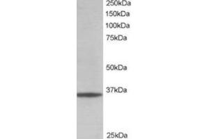 Western Blotting (WB) image for anti-Glyceraldehyde-3-Phosphate Dehydrogenase (GAPDH) (C-Term) antibody (ABIN2465219) (GAPDH anticorps  (C-Term))