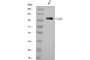 Western blot analysis of TLR4 using anti-TLR4 antibody (ABIN7601585).