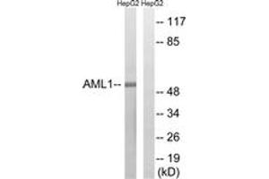 Western blot analysis of extracts from HepG2 cells, treated with PMA 125ng/ml 30', using AML1 (Ab-435) Antibody. (RUNX1 anticorps  (AA 401-450))