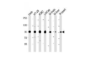 All lanes : Anti-SC Antibody (Center) at 1:2000 dilution Lane 1: Hela whole cell lysate Lane 2: HT-29 whole cell lysate Lane 3: K562 whole cell lysate Lane 4: LNC whole cell lysate Lane 5: Mouse brain lysate Lane 6: Mouse liver lysate Lane 7: Rat heart lysate Lysates/proteins at 20 μg per lane. (SREBF chaperone anticorps  (AA 604-632))
