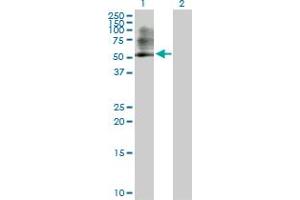 Western Blot analysis of PSMC3 expression in transfected 293T cell line by PSMC3 MaxPab polyclonal antibody.