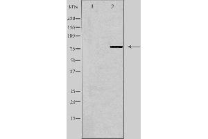 Western blot analysis of extracts from A549 cells, using MPHOSPH9 antibody. (MPHOSPH9 anticorps  (Internal Region))