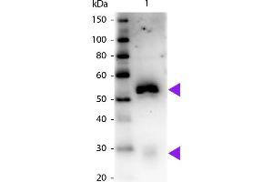 Western blot of Peroxidase conjugated Mouse Anti-Rabbit IgG Pre-Adsorbed secondary antibody. (Souris anti-Lapin IgG (Heavy & Light Chain) Anticorps (HRP) - Preadsorbed)