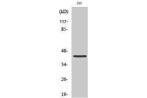 Western Blotting (WB) image for anti-Chromobox Homolog 6 (CBX6) (N-Term) antibody (ABIN3183710) (CBX6 anticorps  (N-Term))