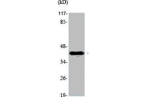 Western Blot analysis of various cells using GATA-4 Polyclonal Antibody (GATA4 anticorps  (Internal Region))