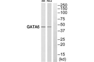 Western blot analysis of extracts from 293 cells and HeLa cells, using GATA6 antibody. (GATA6 anticorps  (C-Term))