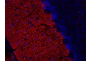Indirect immunofluorescence labeling of a PFA fixed mouse cerebellum section (dilution 1 : 200; red).