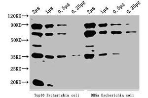 Western Blot Positive WB detected in: Top10 Escherichia coli lysate, DH5α Escherichia coli lysate All lanes: ppsA antibody at 1:2000 Secondary Goat polyclonal to rabbit IgG at 1/50000 dilution Predicted band size: 88 kDa Observed band size: 88 kDa (proPSA anticorps  (AA 2-792))