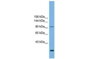 EXOC1 antibody used at 0. (EXOC1 anticorps  (N-Term))